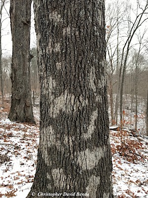 Quercus velutina | Illinois Botanizer