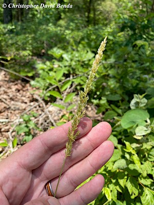 Koeleria macrantha | Illinois Botanizer