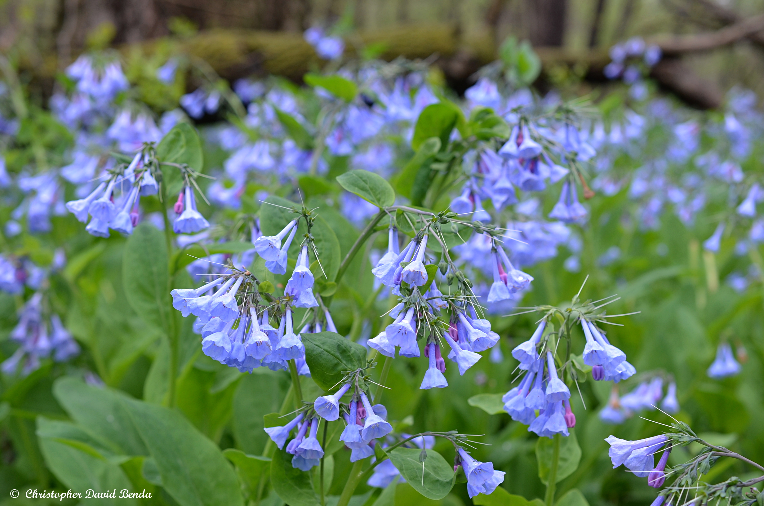 Mertensia virginica (Virginia bluebells) Boraginaceae