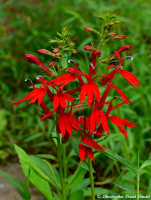 Lobelia cardinalis | Illinois Botanizer