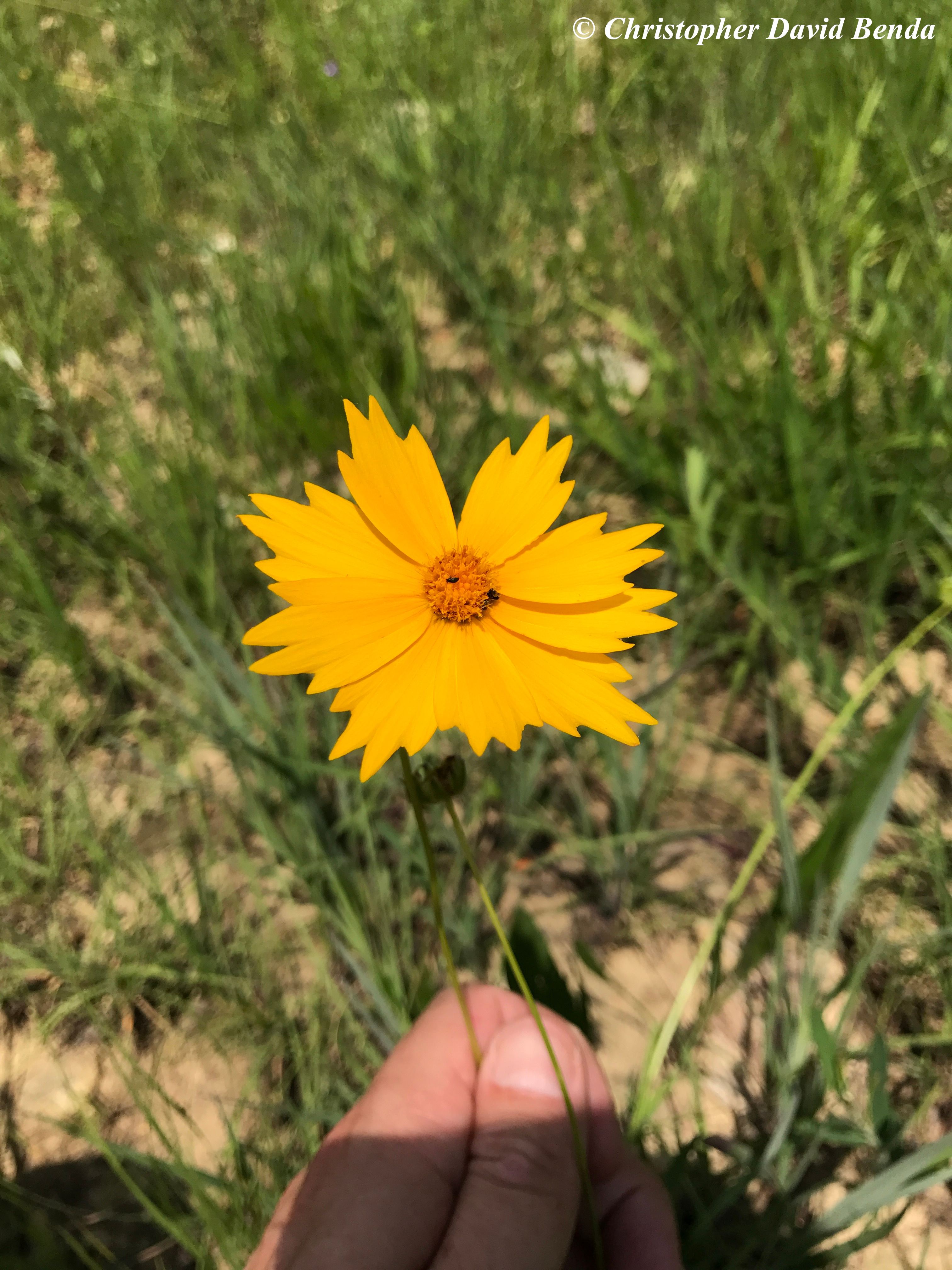 Coreopsis lanceolata | Illinois Botanizer